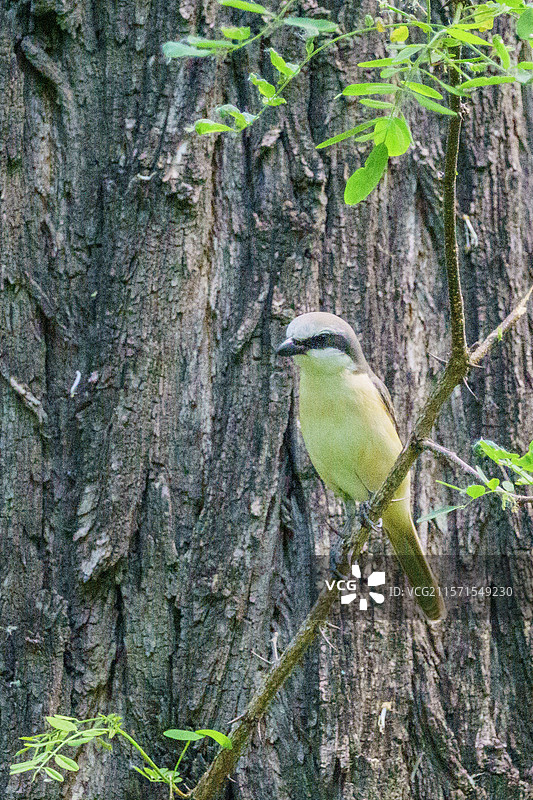 红尾伯劳图片素材