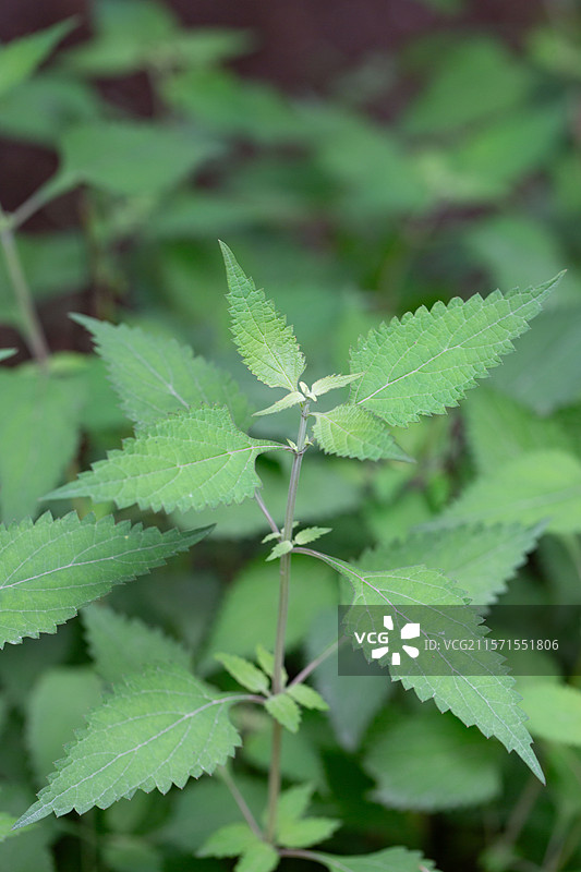 中草药碎米桠绿色植株特写图片素材