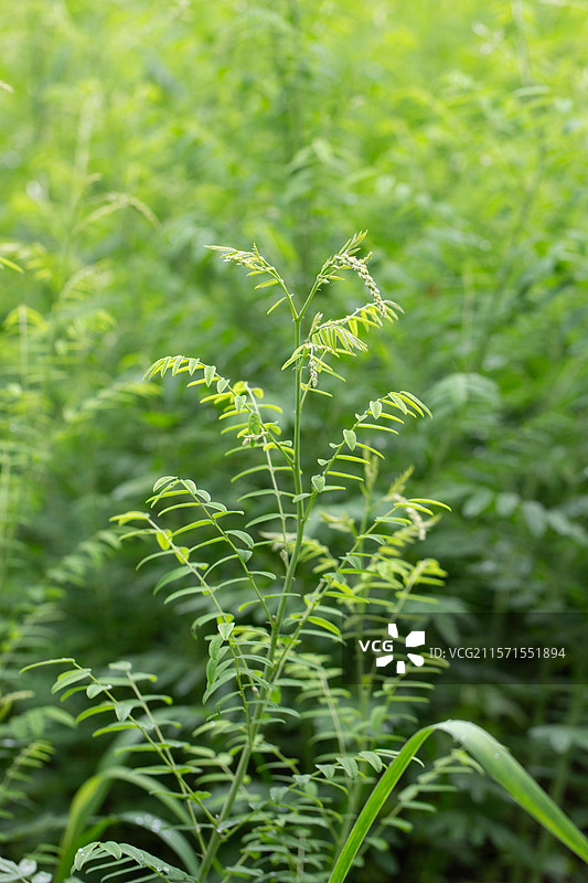 中草药苦参高清图图片素材