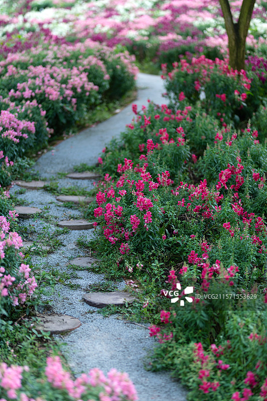 云林天乡 花海小径图片素材