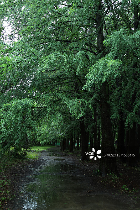 雨天公园里沿着树的空路图片素材