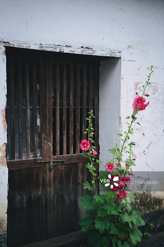 土地庙前的芍药花图片素材