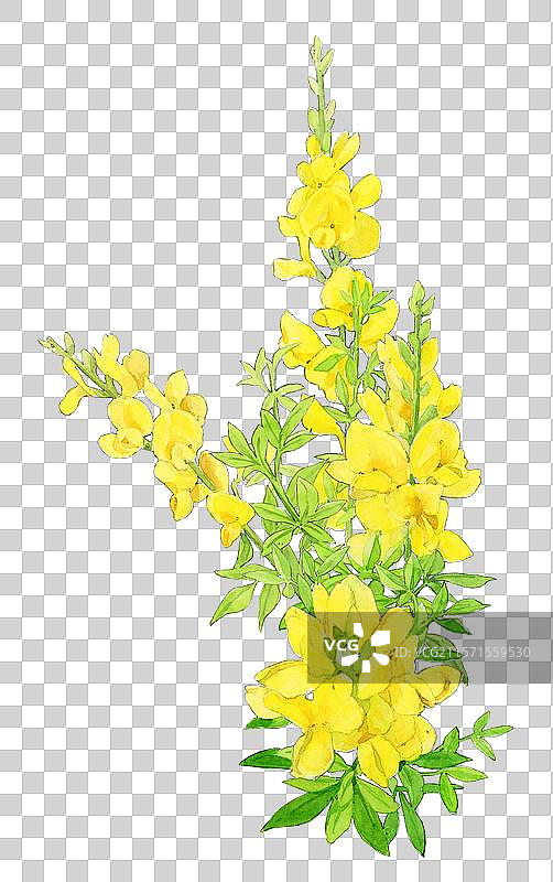 金雀花图片素材