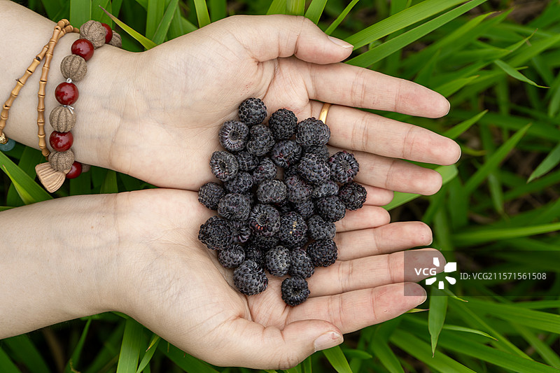 手掌心的黑色浆果树莓图片素材