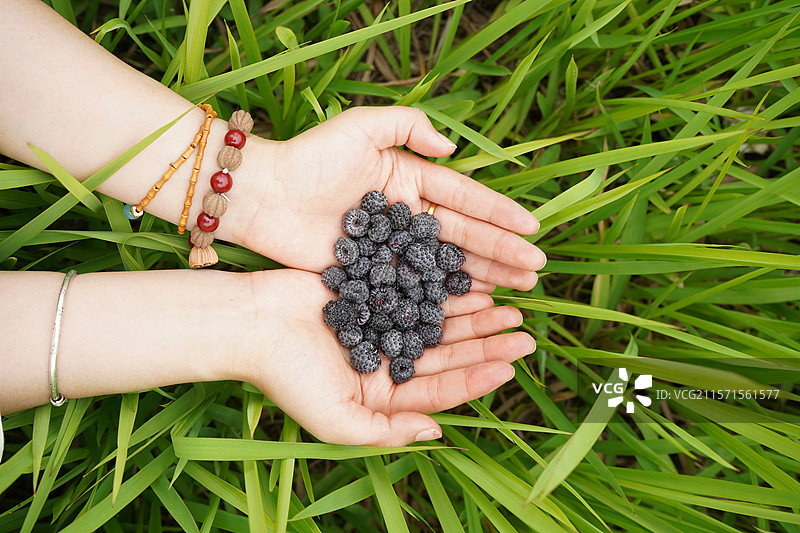 手掌心的黑色浆果树莓图片素材
