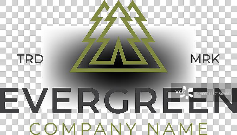 松树常青或针叶树雪松针叶树图片素材