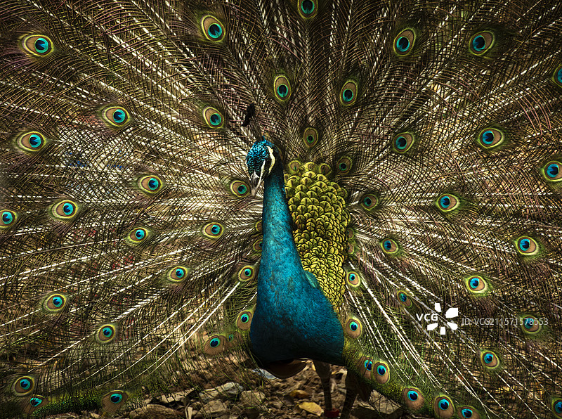 孔雀开屏图片素材