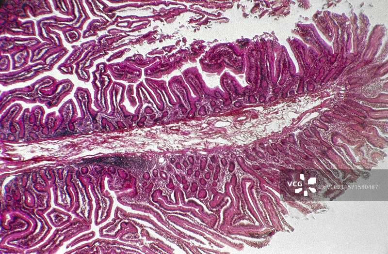 肠绒毛，光学显微镜图像图片素材