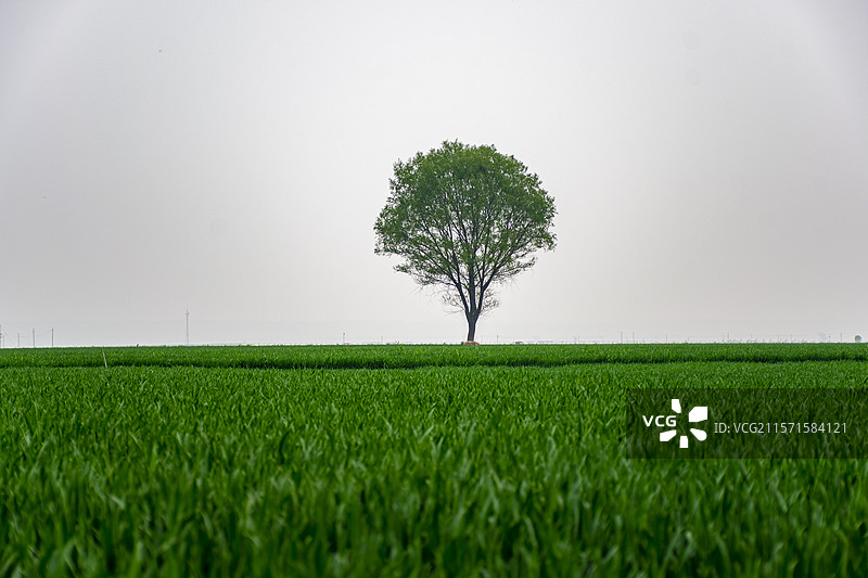 孤独的树图片素材