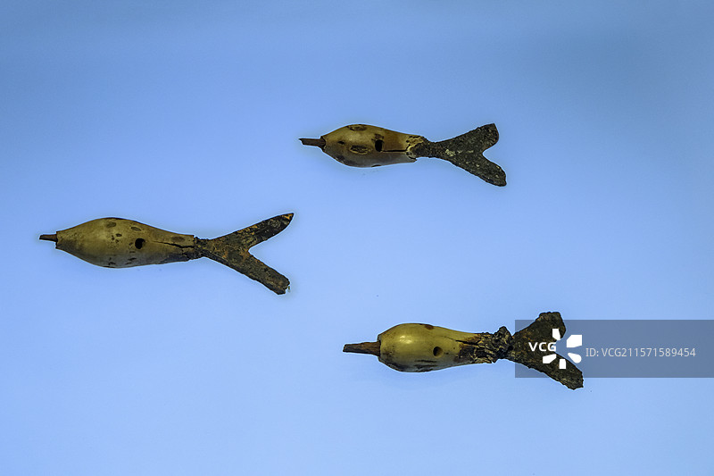 内蒙古博物院“大辽契丹”展：骨鸣镝（辽，赤峰市松山区大营子村驸马赠卫国王墓出土，内蒙古博物院藏）图片素材