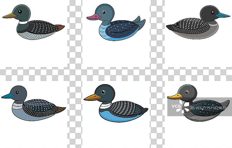 可爱的普通潜鸟在白色背景上图片素材