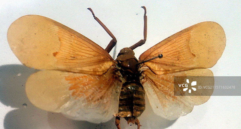 Fulgoridae、蜡蝉科、昆虫标本、工艺品、装饰品、藏品、艺术品图片素材