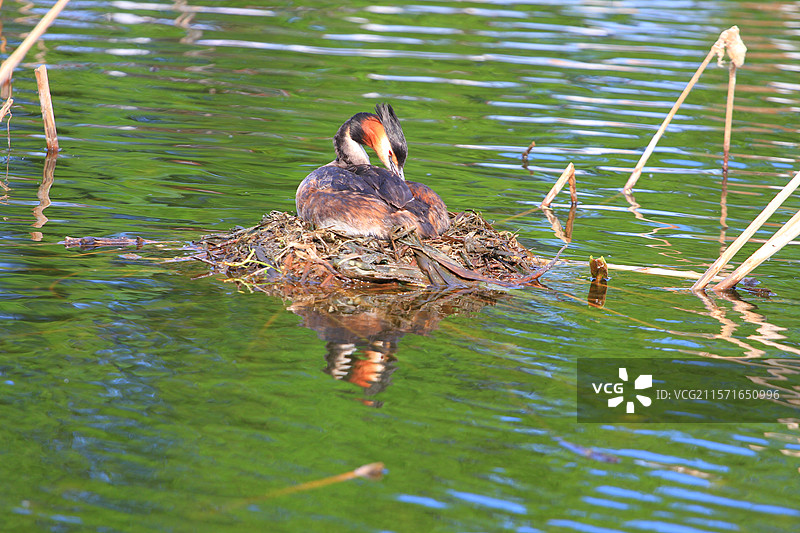 凤头鸊鷉，小凤头鸊鷉，抱窝，喂食，抱蛋，国家二级保护动物，南溪湿地公园，图片素材