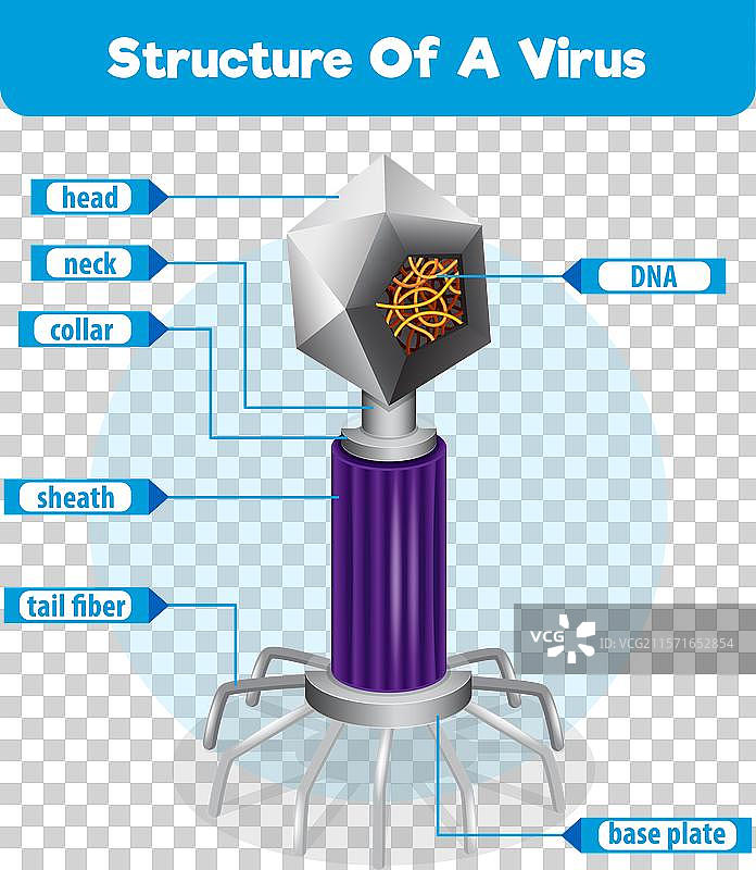 病毒结构的详细图解图片素材