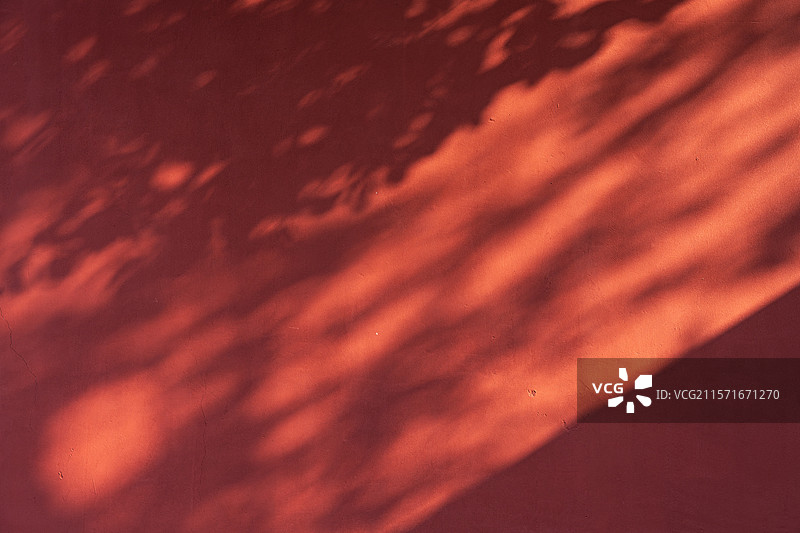 树影在红色墙面上的投影图片素材