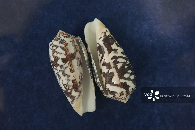 南海细线芋螺图片素材