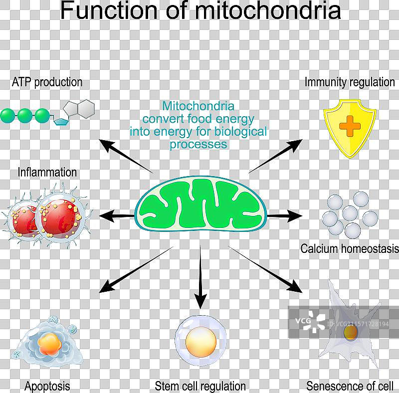 线粒体的功能图片素材