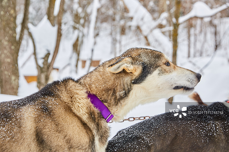 冬天 雪橇犬图片素材