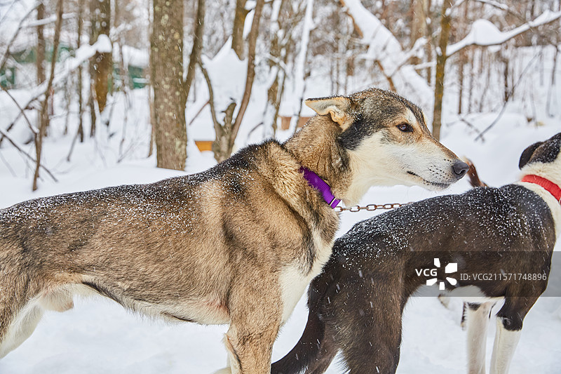 冬天 雪橇犬图片素材