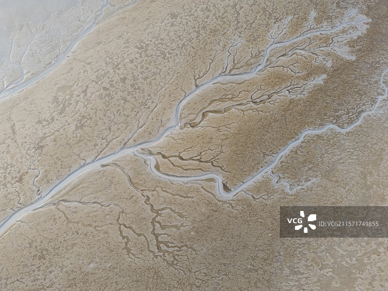 江苏盐城海湾日出潮汐树图片素材