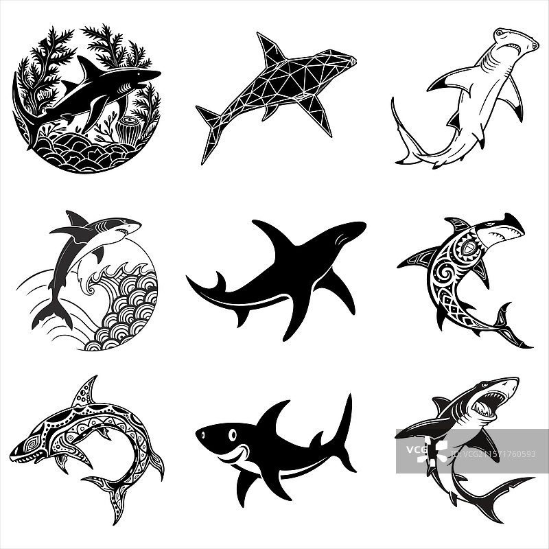 锤头鲨图片素材