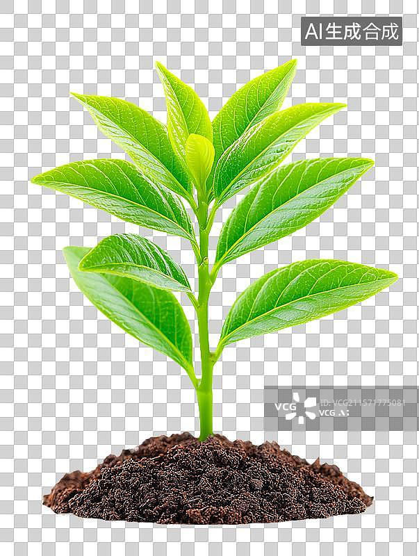 【AI数字艺术】【免抠png素材】土里长出的树苗图片素材