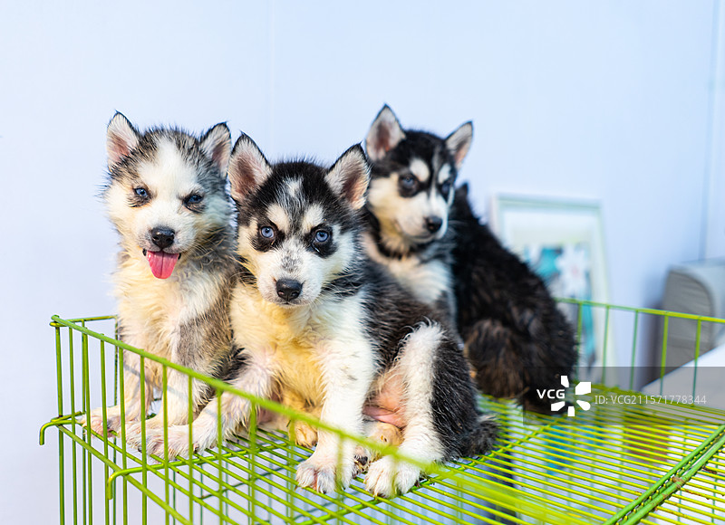中国宠物市场动物贩卖拍摄主题，笼子里一只可爱的哈士奇阿拉斯基雪橇犬幼犬，室内无人图像摄影图片素材