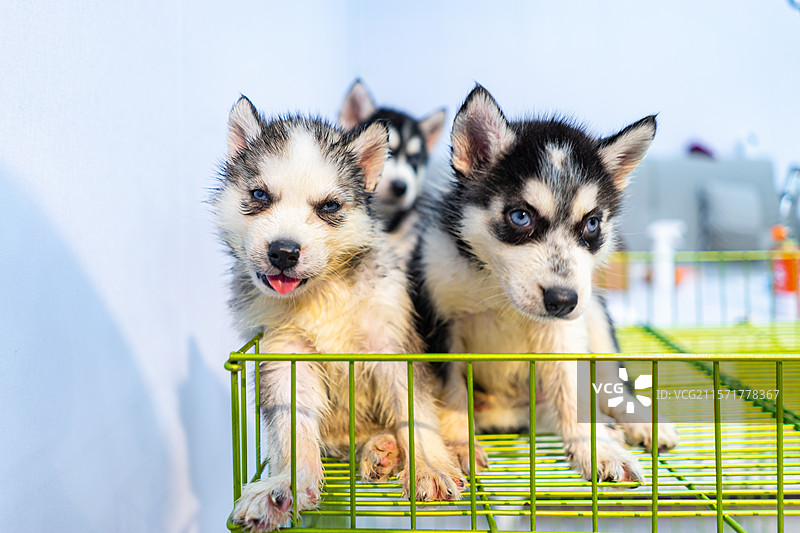 中国宠物市场动物贩卖拍摄主题，笼子里一只可爱的哈士奇阿拉斯基雪橇犬幼犬，室内无人图像摄影图片素材