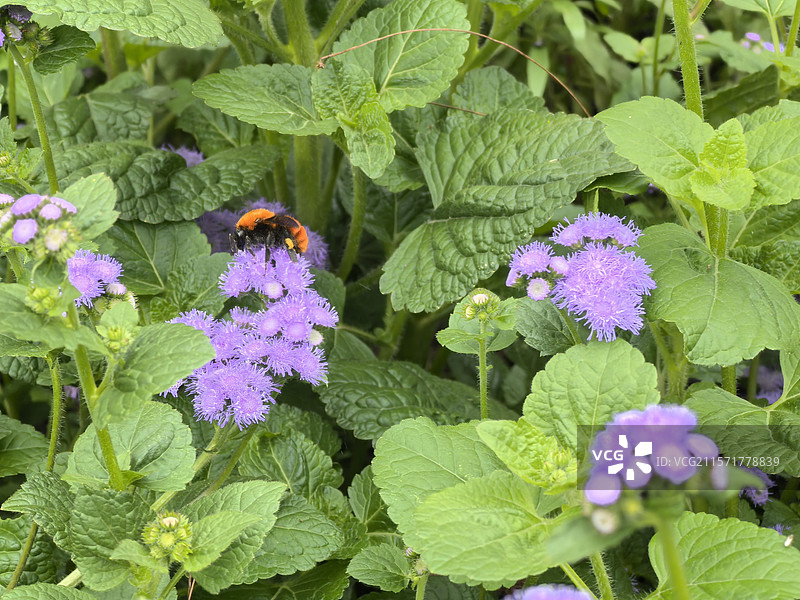 蜜蜂采蜜图片素材