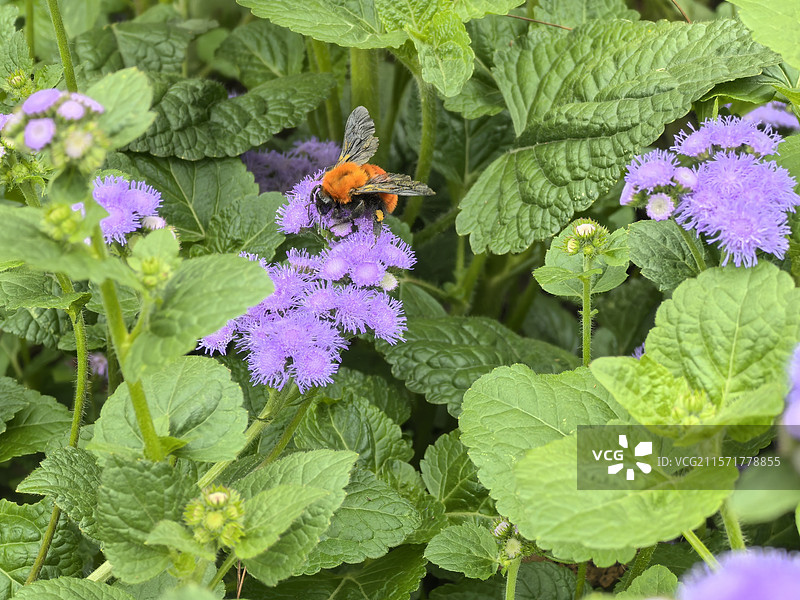 蜜蜂采蜜图片素材