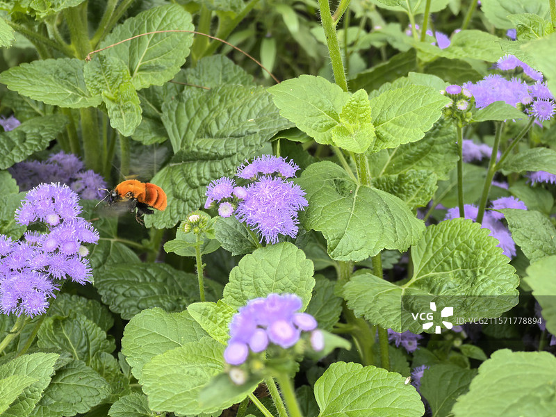 蜜蜂采蜜图片素材