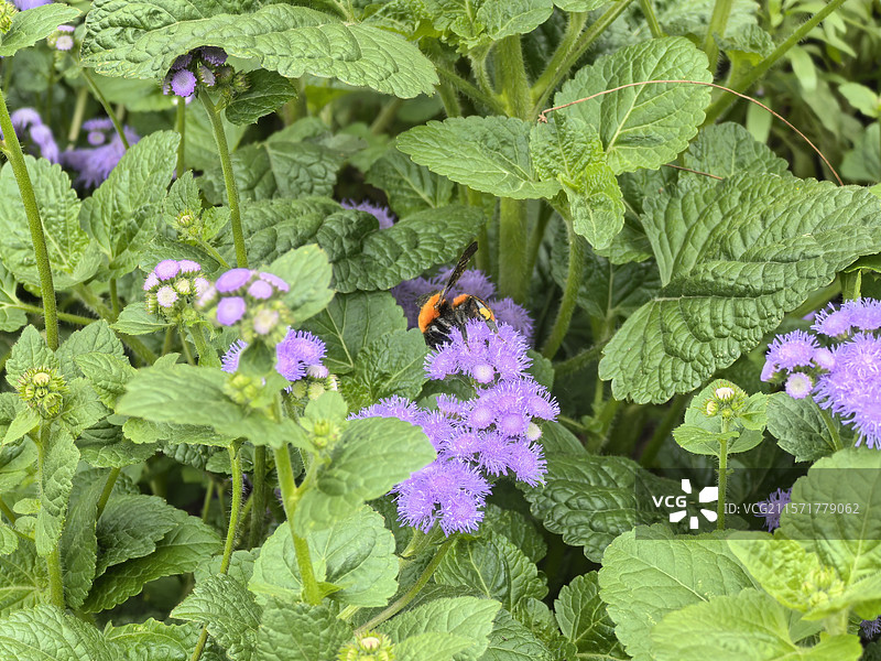 蜜蜂采蜜图片素材