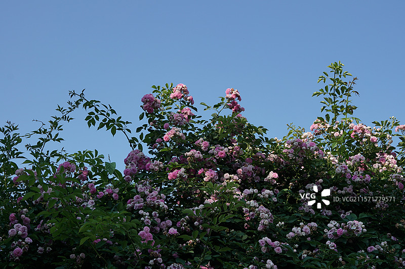 蔷薇花海图片素材