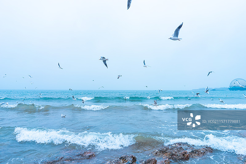 中国青岛旅游城市拍摄主题，蓝天白云飞翔的海鸥和海洋海岸上的礁石沙滩，户外白昼无人图像摄影图片素材