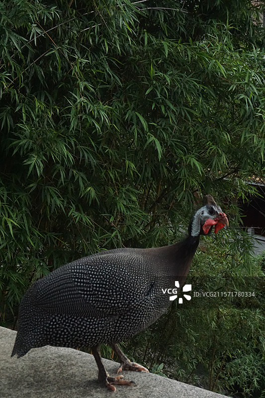 珍珠鸡图片素材