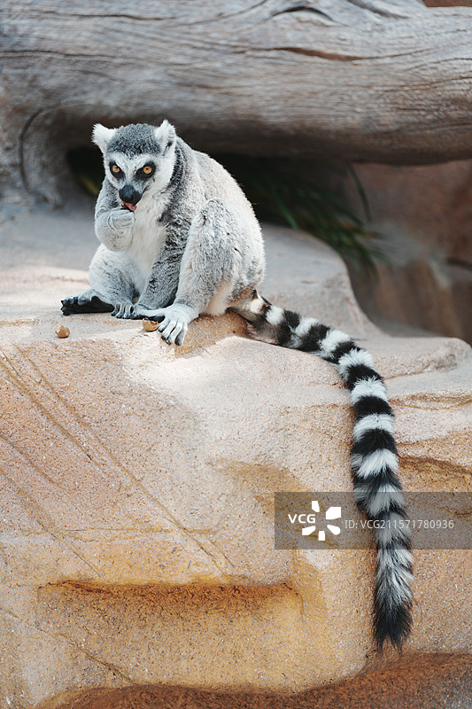 萌态十足的环尾狐猴，北京野生动物园图片素材