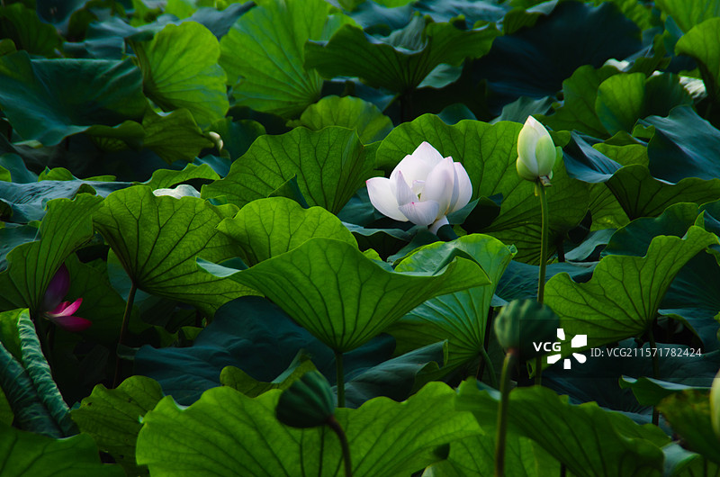 一片荷塘中盛开的白色荷花图片素材