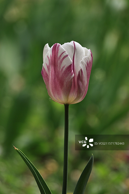 沈阳植物园的各种郁金香图片素材