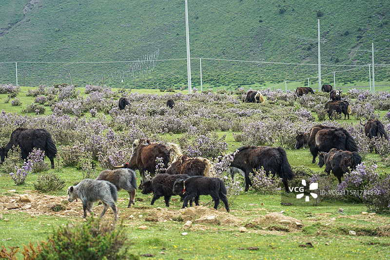 木雅圣地景区，杜鹃花海与正在吃草的牦牛群图片素材