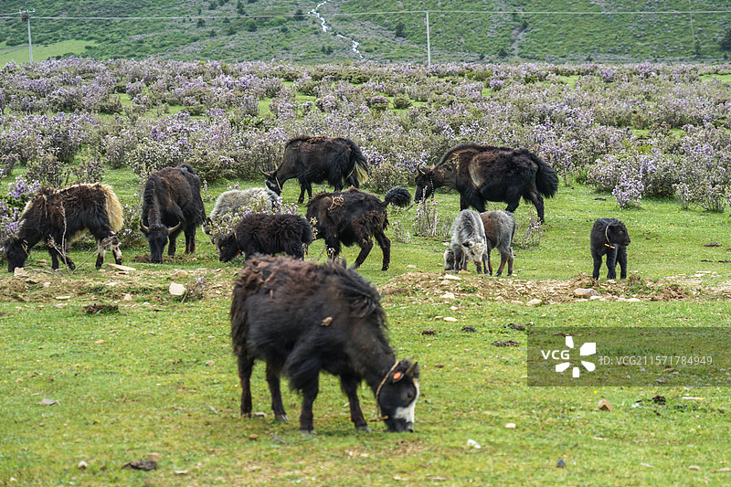 木雅圣地景区，杜鹃花海与正在吃草的牦牛群图片素材