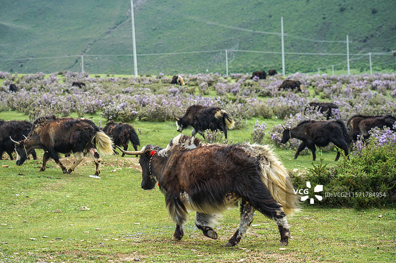 木雅圣地景区，杜鹃花海与正在吃草的牦牛群图片素材