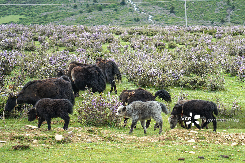 木雅圣地景区，杜鹃花海与正在吃草的牦牛群图片素材