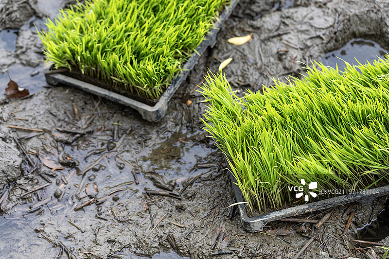 夏季上海农村稻田里的秧苗图片素材