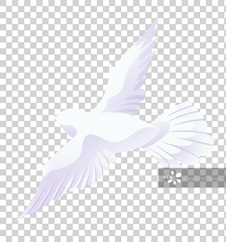 飞翔的白鸽 一只鸽子图片素材