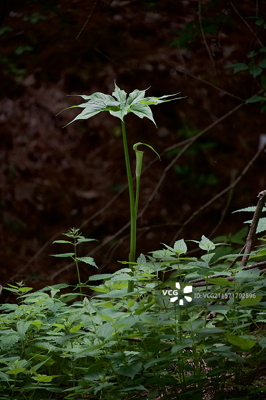 地面植被中的一颗天南星图片素材