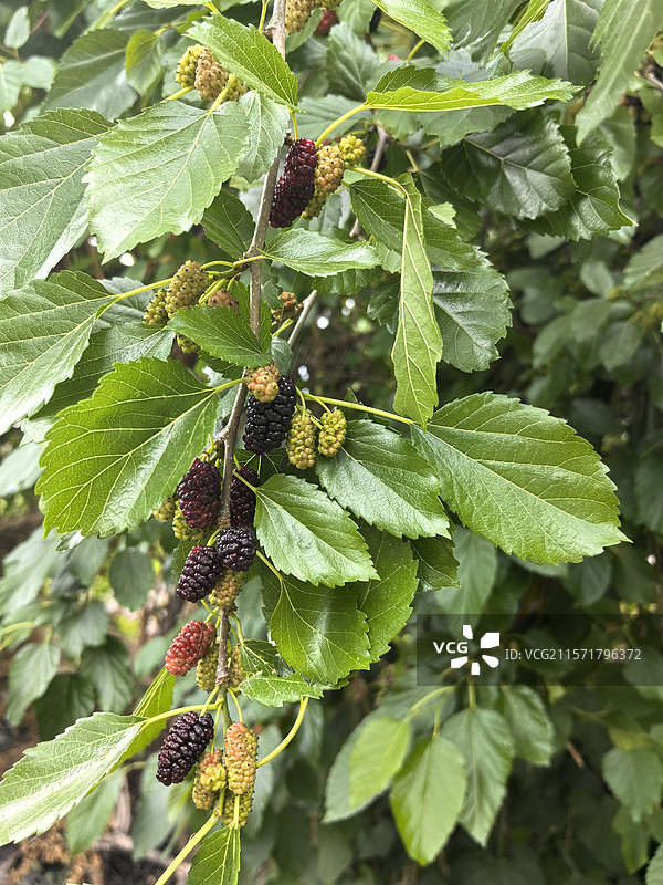 成熟的桑葚图片素材