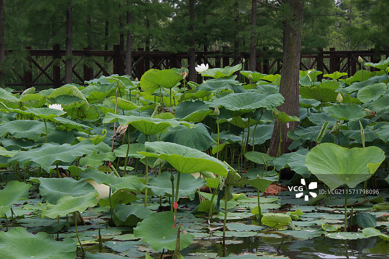 同里湿地公园卡丁车皮划艇图片素材