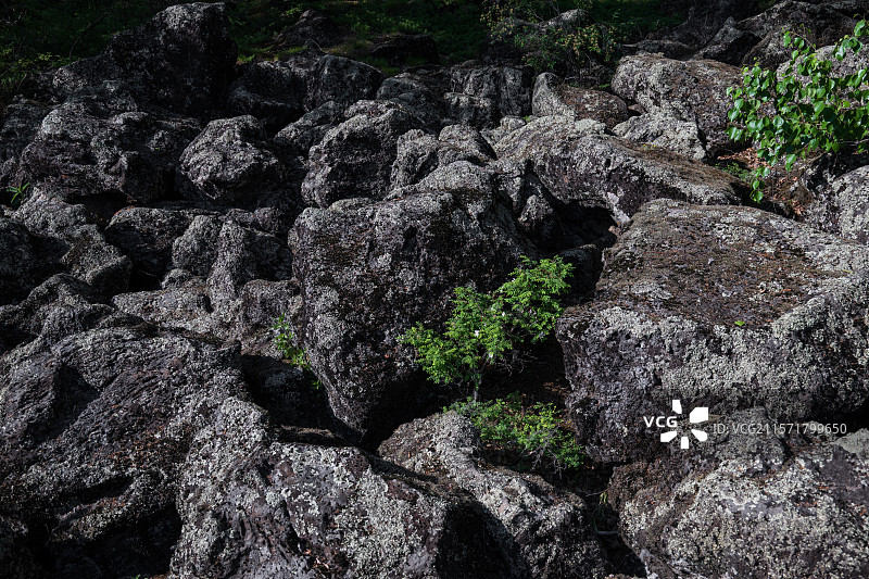 黑龙江五大连池龙门石寨，巨大火山岩石堆中生长的一丛长白蔷薇图片素材
