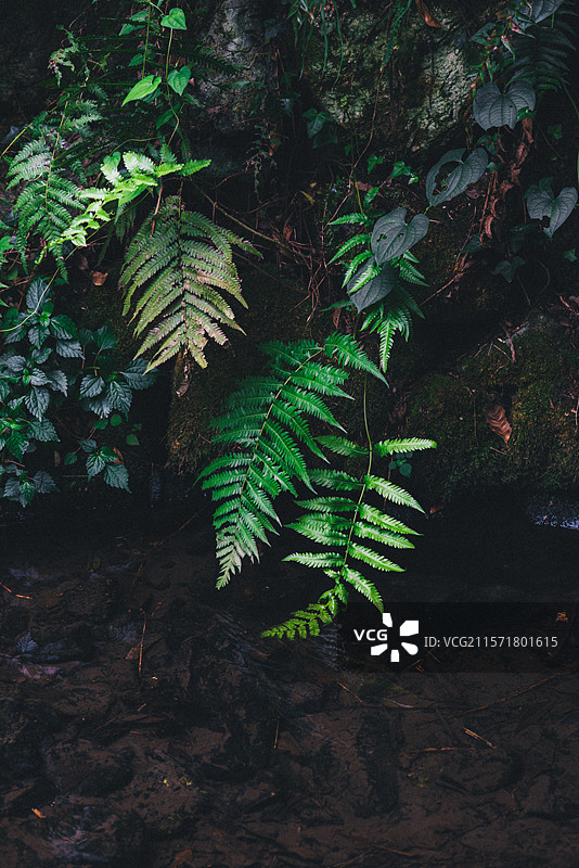 森林中蕨类植物的特写镜头图片素材
