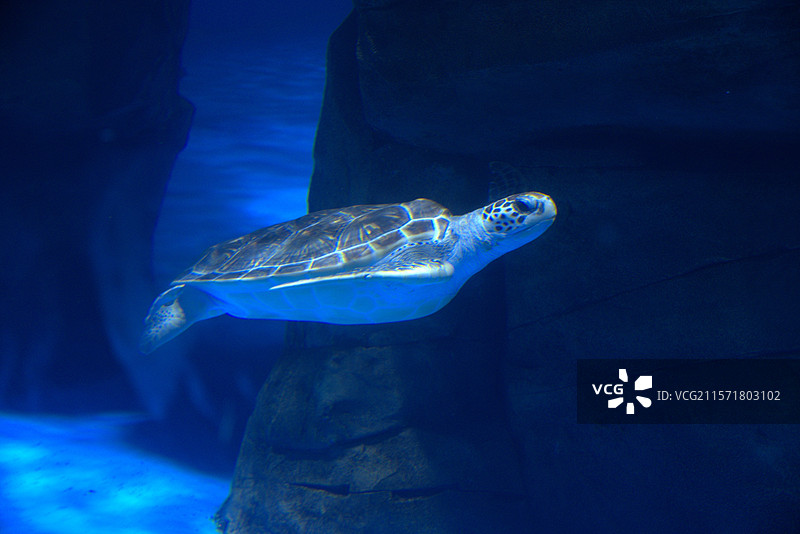 海昌海洋公园海龟图片素材